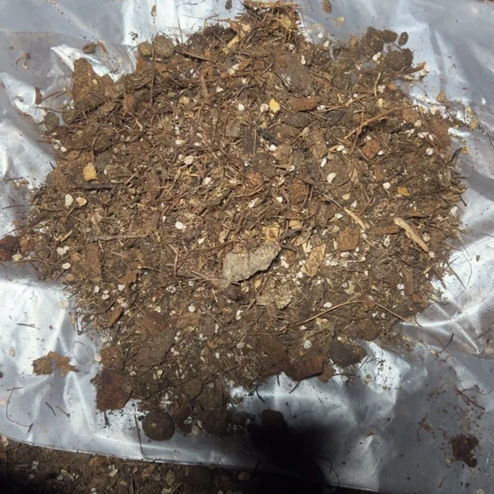 蟹爪兰基质五斤包邮