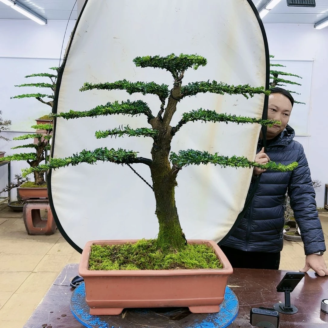 盆景欢迎大家一起来捡漏