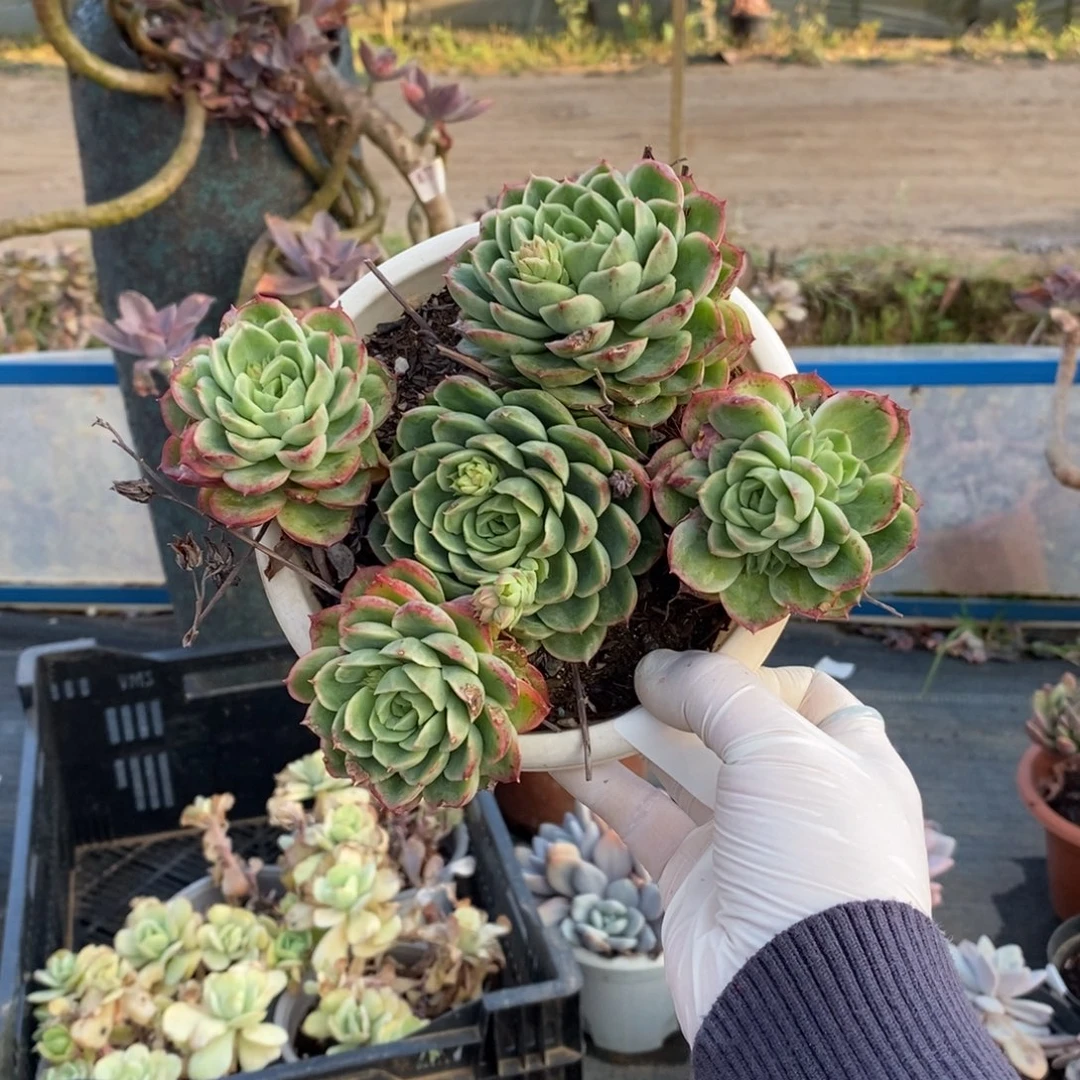 4043不知名一物一拍