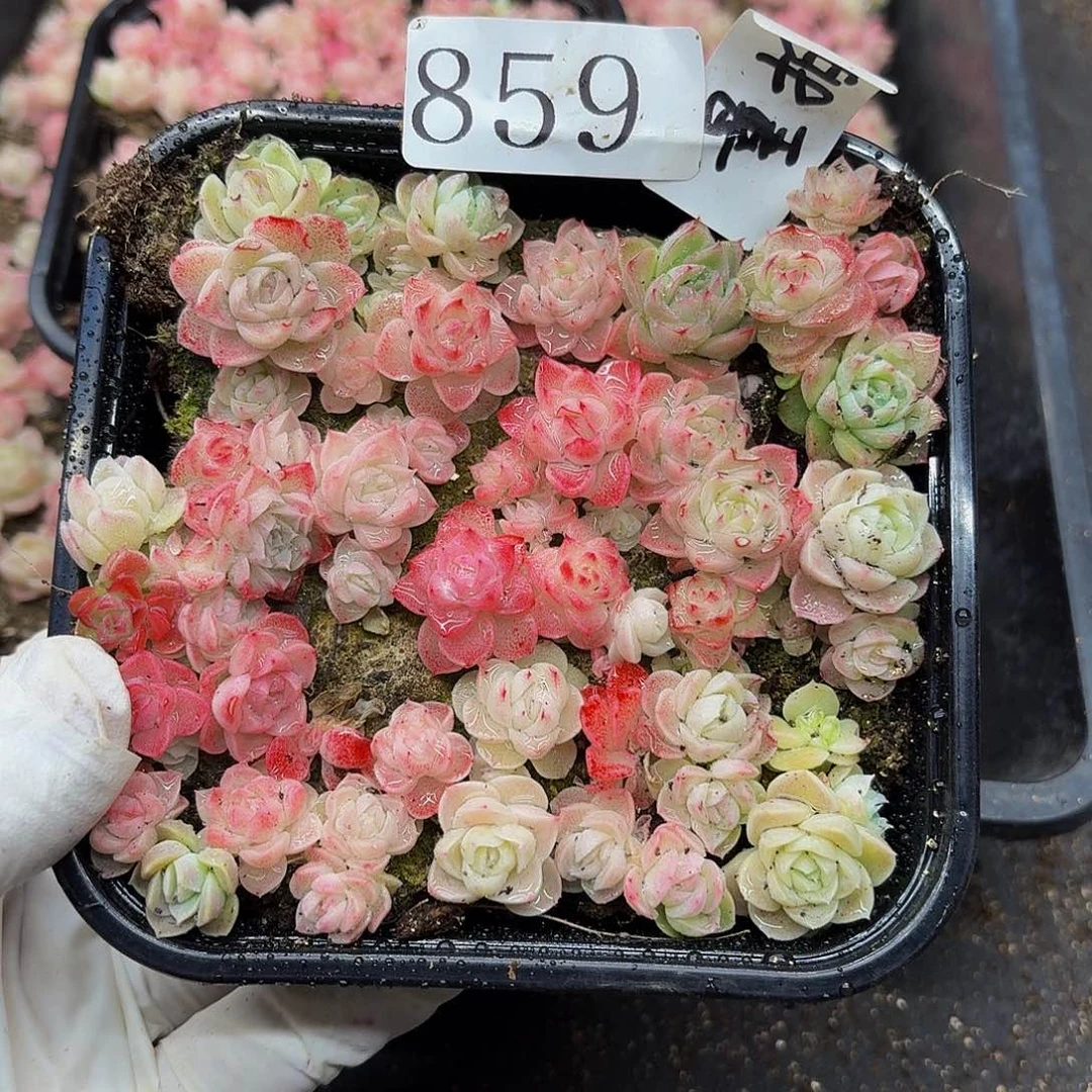 多肉植物多肉植物859量拍