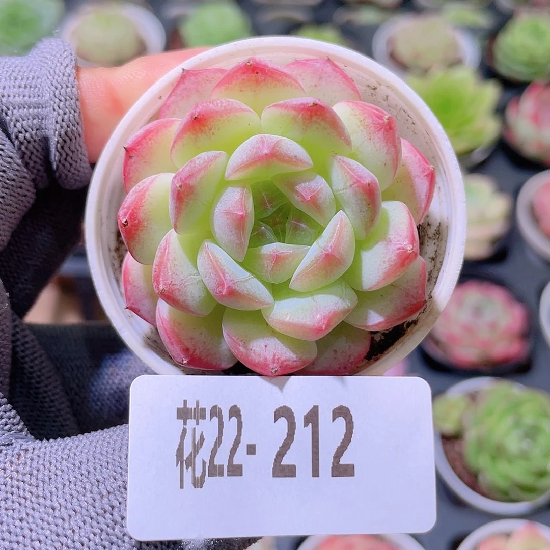 花利美22-212白桃汽水