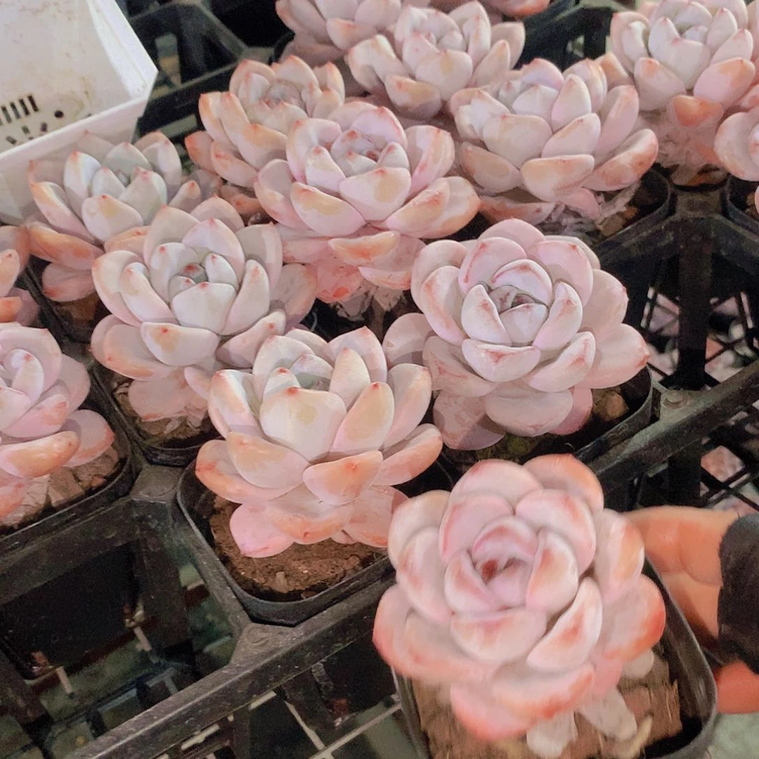 两颗星星雪24567789990