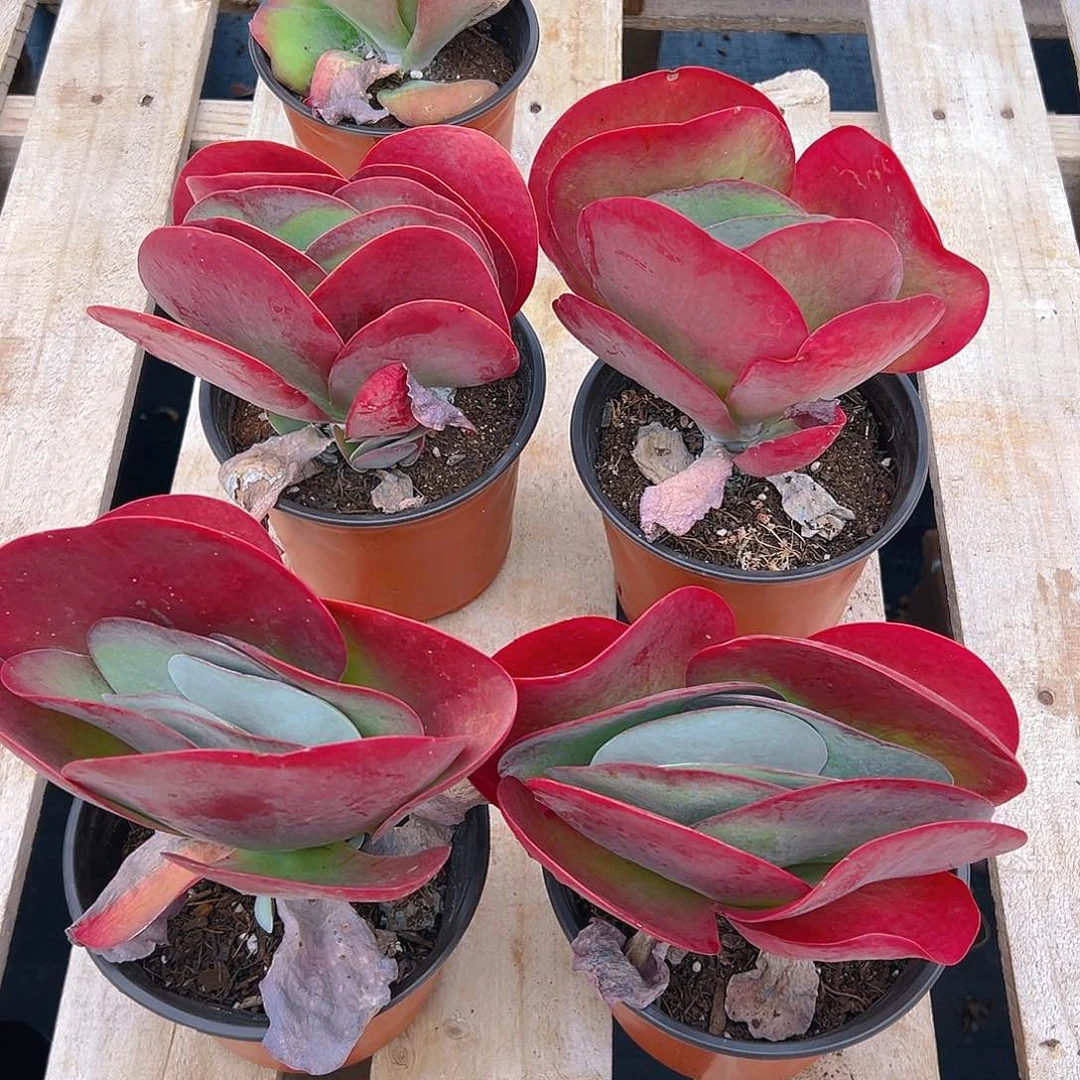 唐印多肉，满18包邮