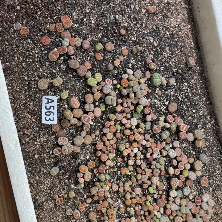 生563石花整筐脱土发货