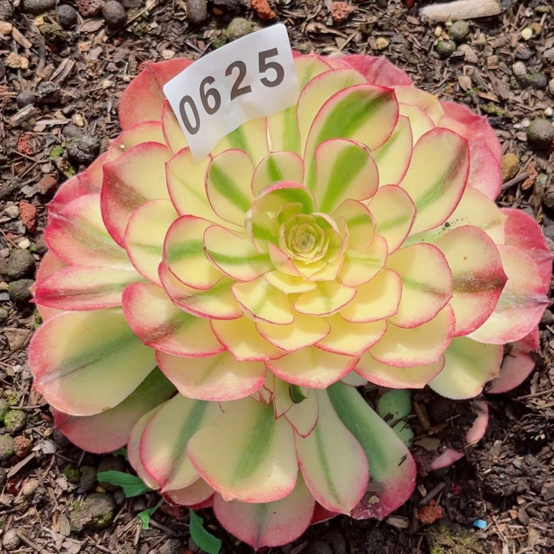 荔枝捧花多肉发货