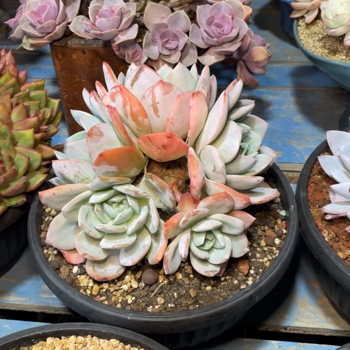 【闪购商品】凤橙朵朵