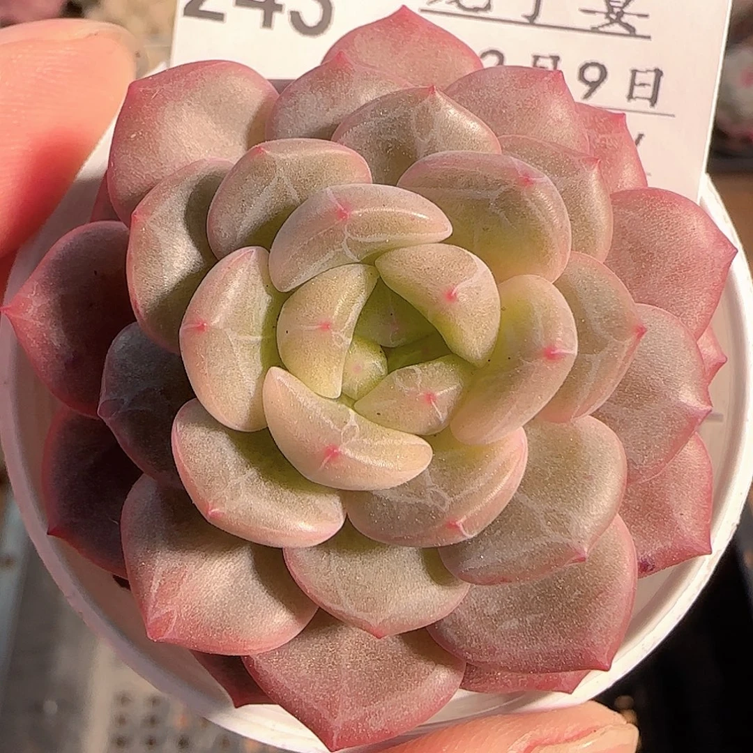 多肉1209-243福利