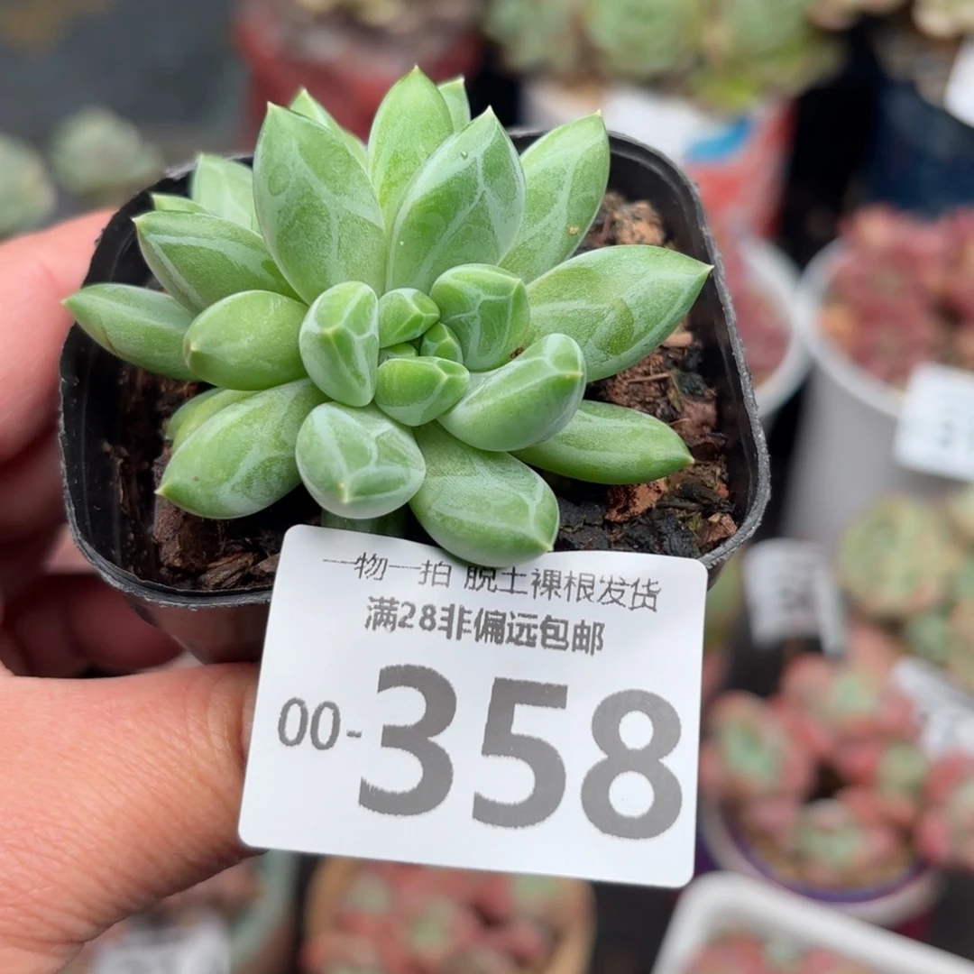 胖体青花瓷双头多肉