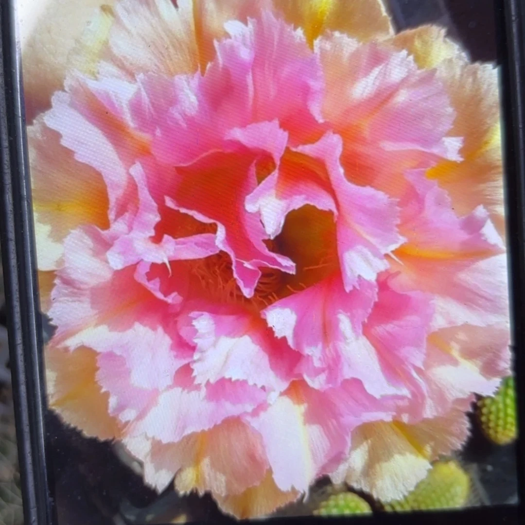 粉落彩侧牙20包邮仙人球小50