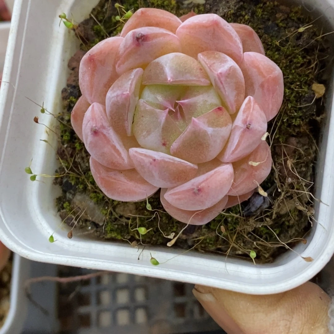 精品多肉一物一拍不包整456