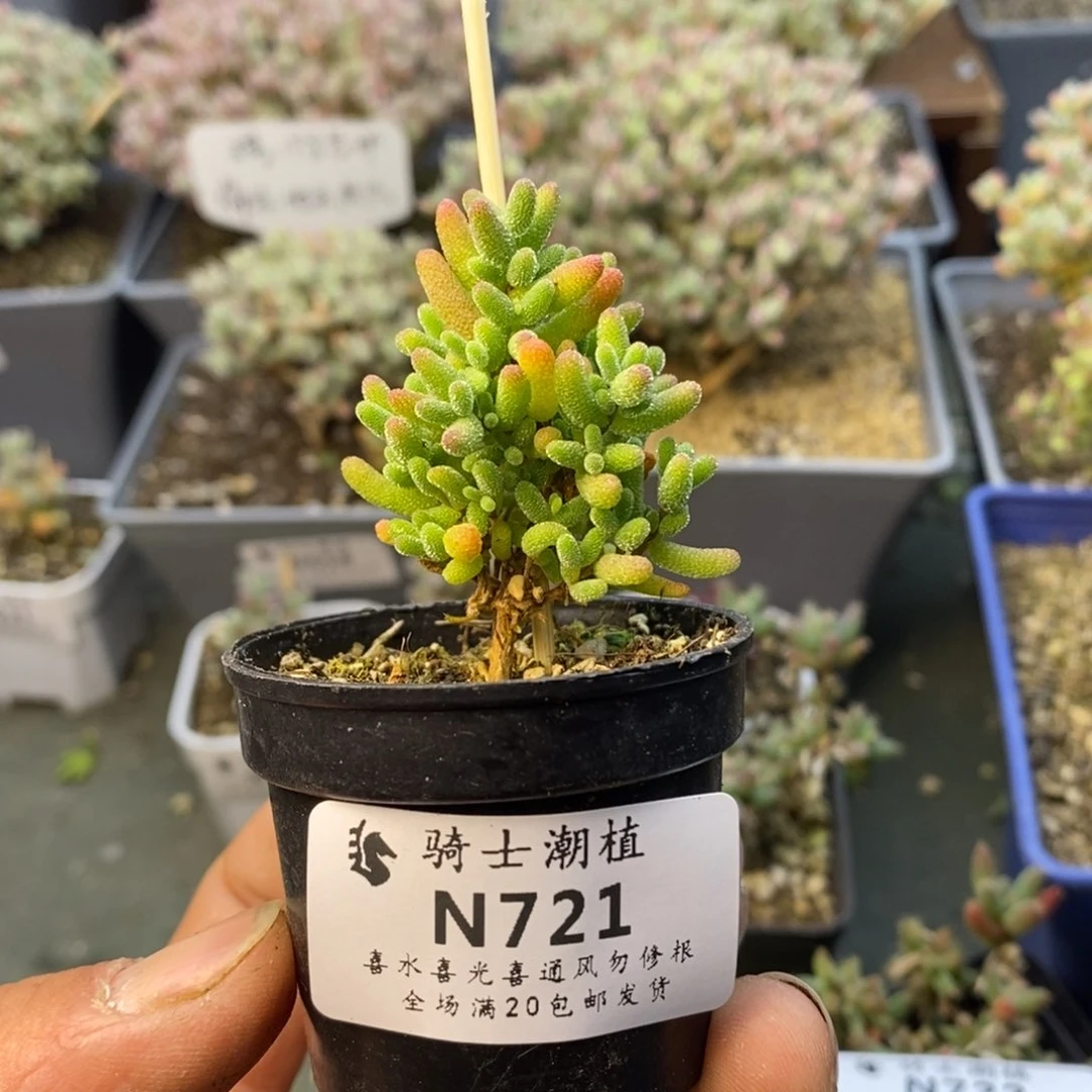 721蜜橘糖球枝干