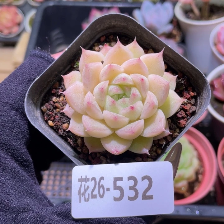 花利美26-532麦秆