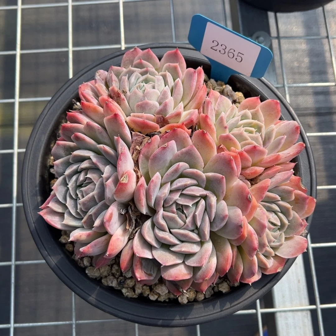 爱****芳2365多肉多多多多多