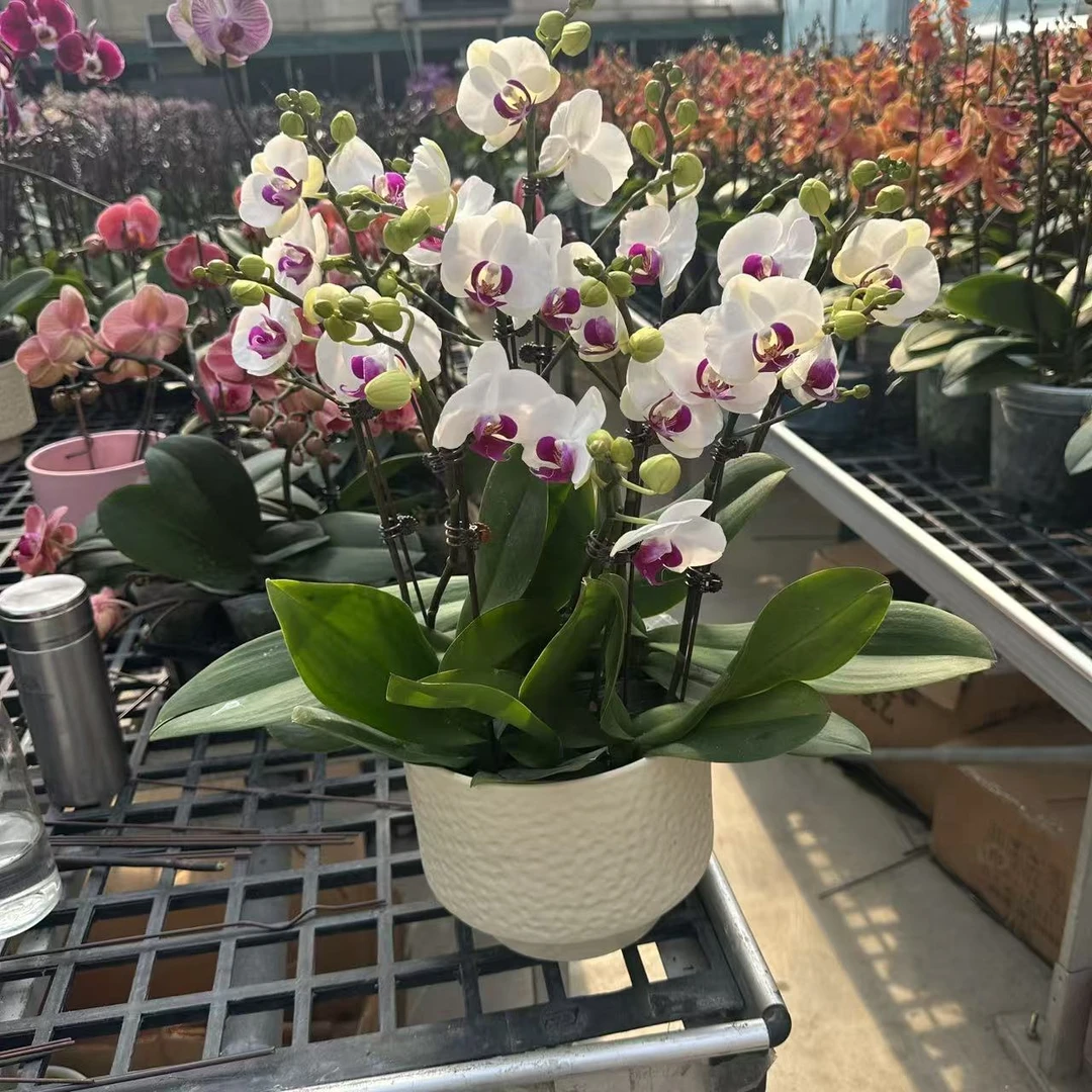 A+【雪玉】双花剑 3.0寸 精品蝴蝶兰 开花带花苞花卉基地直发 电