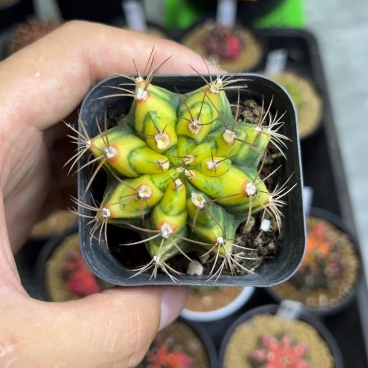 花田侧芽自根带盆土发货