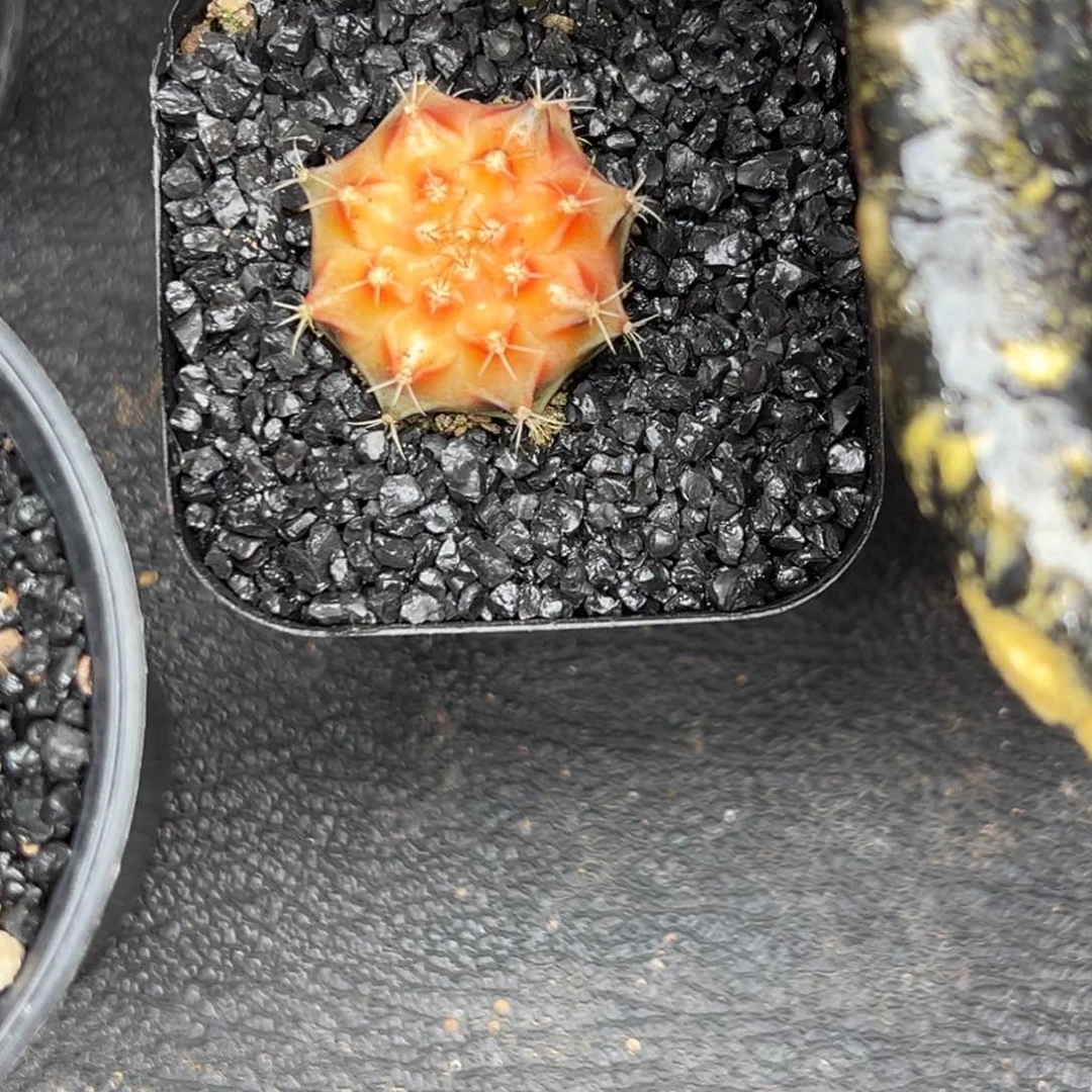 ?*?泰系侧芽889，带盆土发货