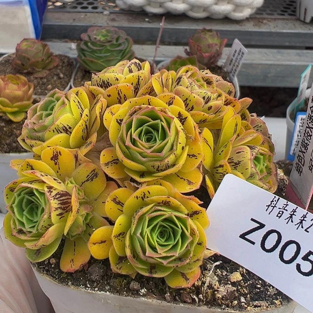 朱005 绝紫毛潘 侧芽 量拍  多肉