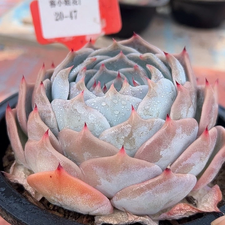 20.47皮卡丘一个脱土