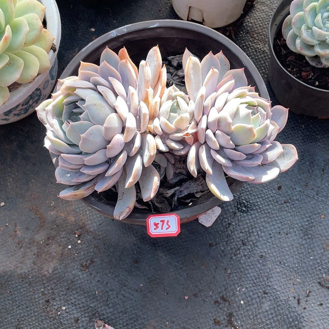 573紫悦年尾清货一物一拍多肉