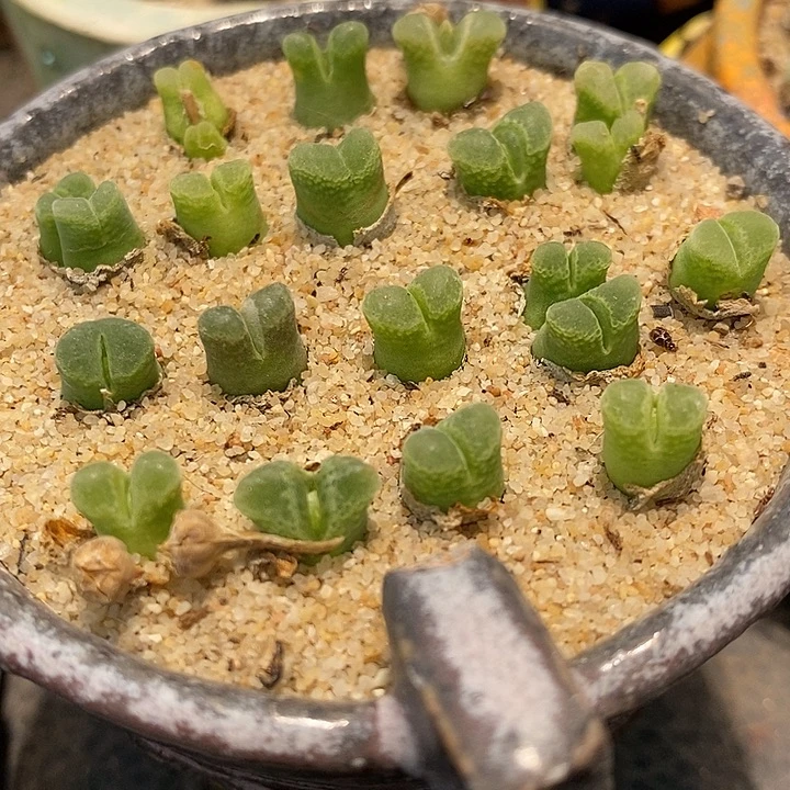 奶瓶风铃10颗。