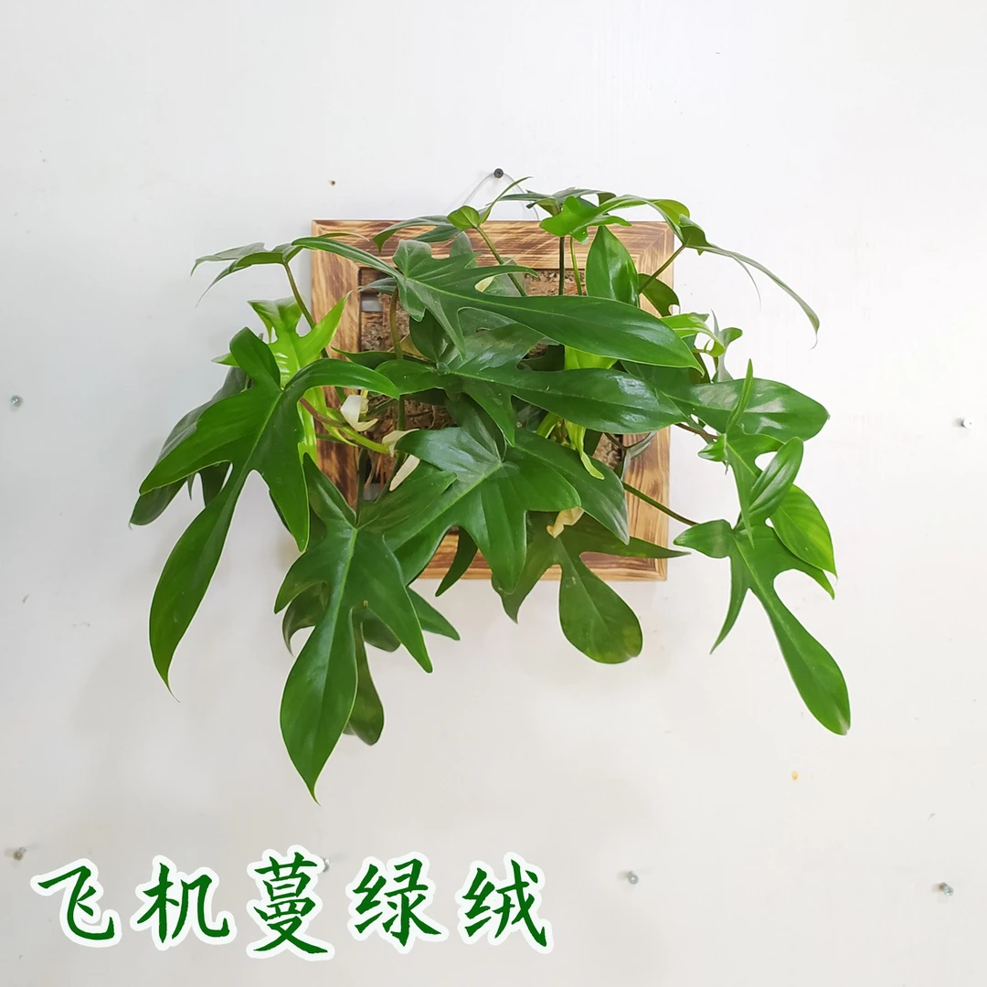 飞机蔓绿绒植物壁挂苔藓客厅卫生间垂吊兰悬挂吊花挂墙绿植鹿角蕨