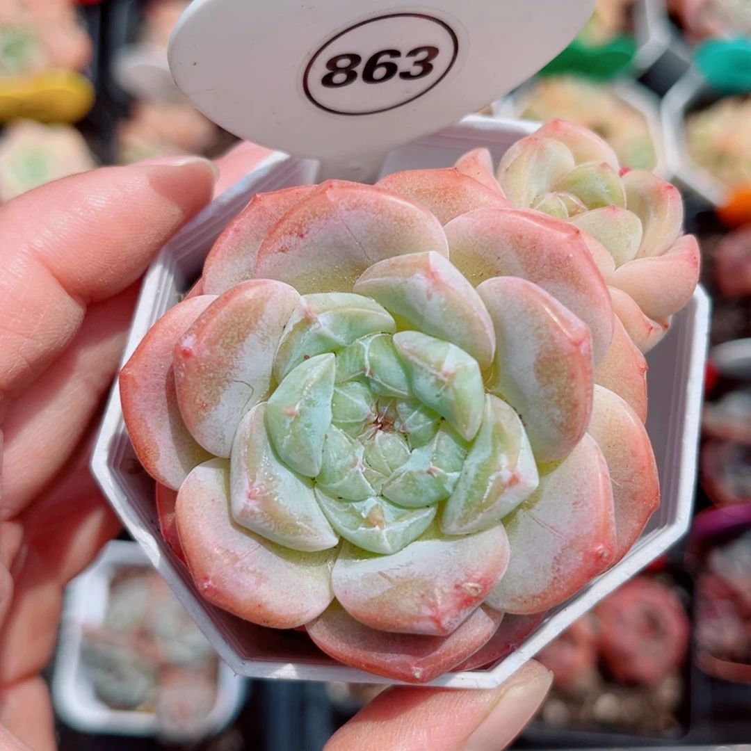 863号小老桩糖心双头