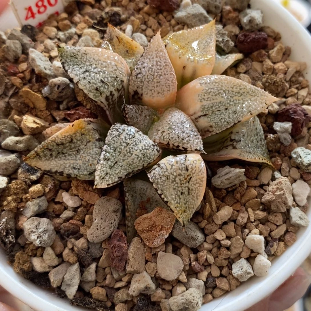 480白泉殿白银寿锦