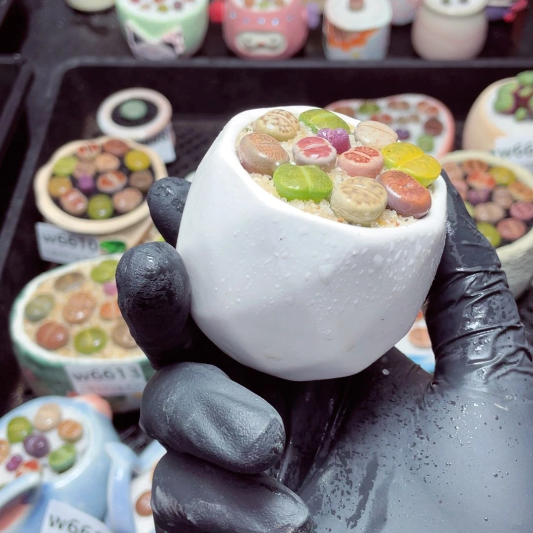 w6616--带盆土发货，零下地区拍保温箱