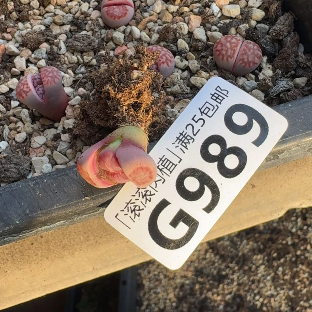 6****?G989紫菊三年多肉