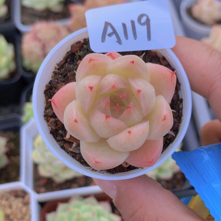 福利麦秆单头A119