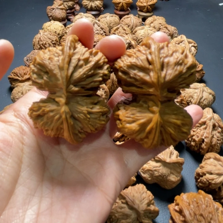 白狮子连体52尺寸核桃哈哈哈哈哈哈