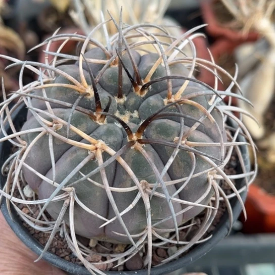 当前无花栽培后可以开花趴刺天平实生