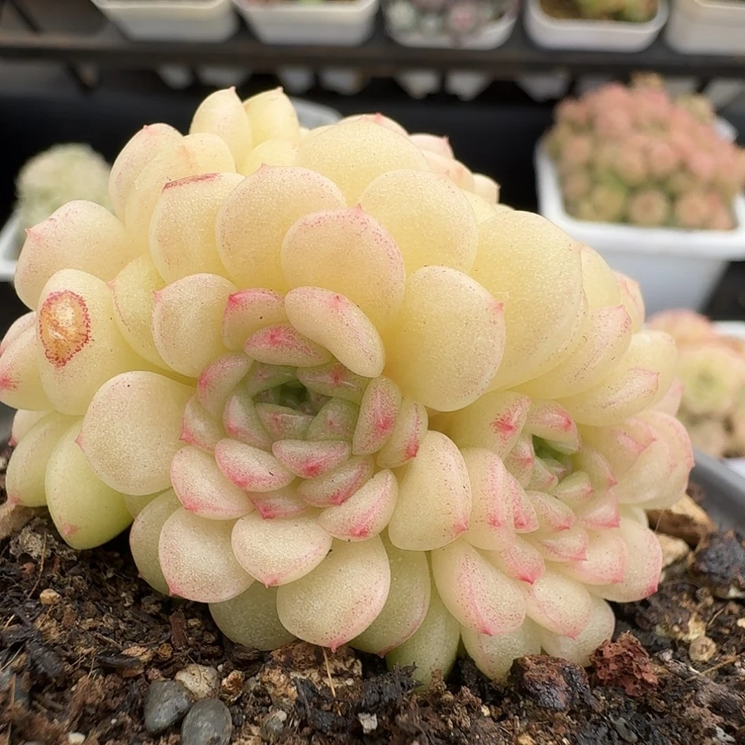 一物一拍一物一拍1213-334