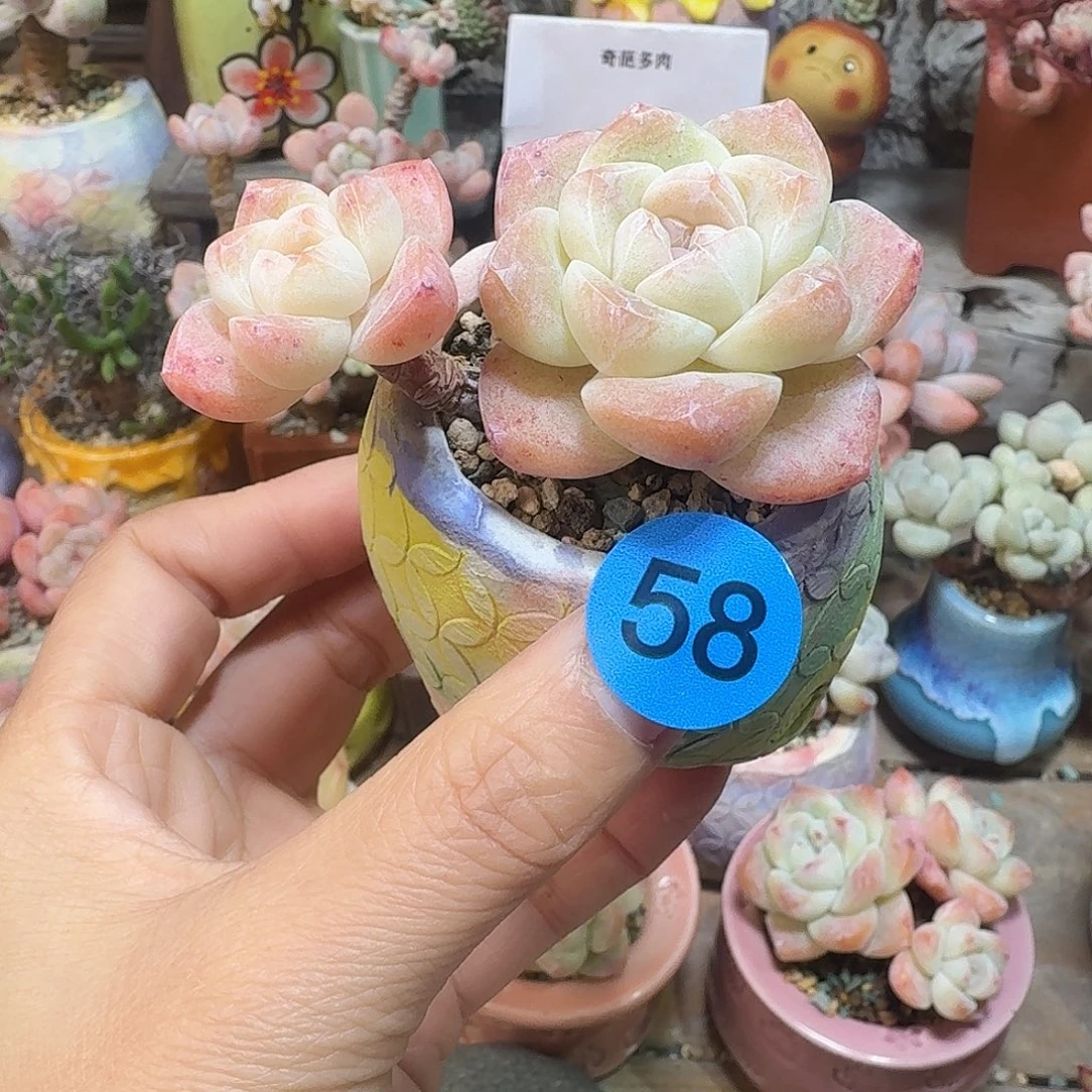 58 多肉含盆土 30元包邮非偏远