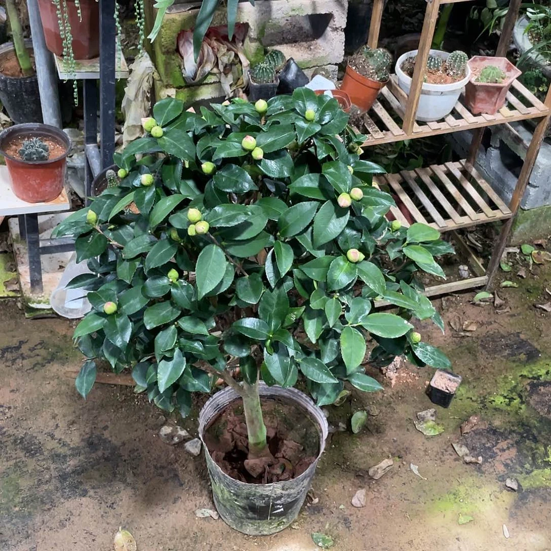 康***馨完全开放香妃茶花006