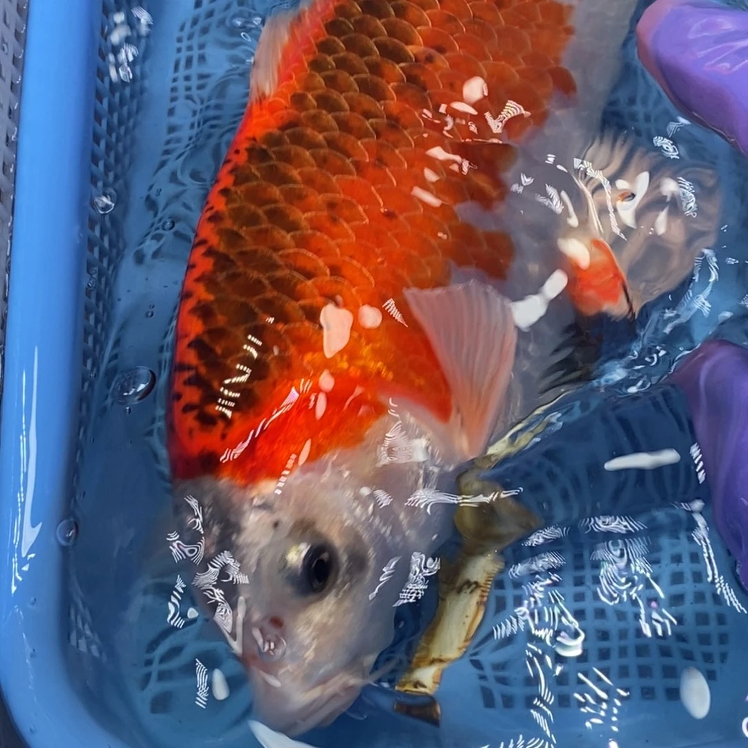 锦鲤冷水锦鲤包邮