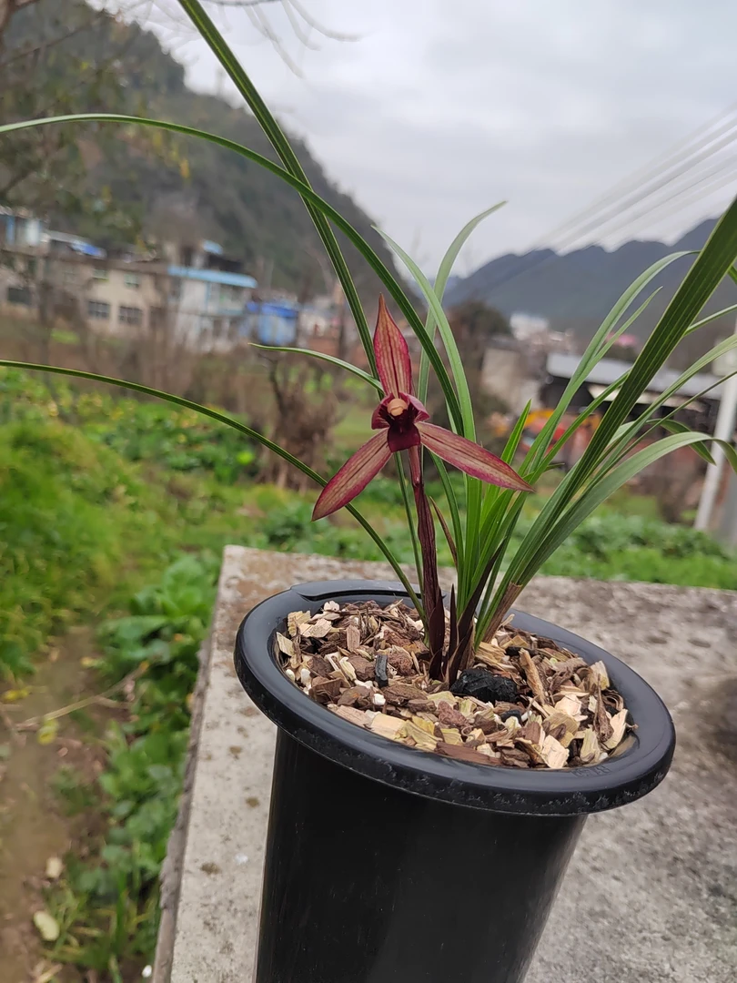 贵州兰花一物一拍