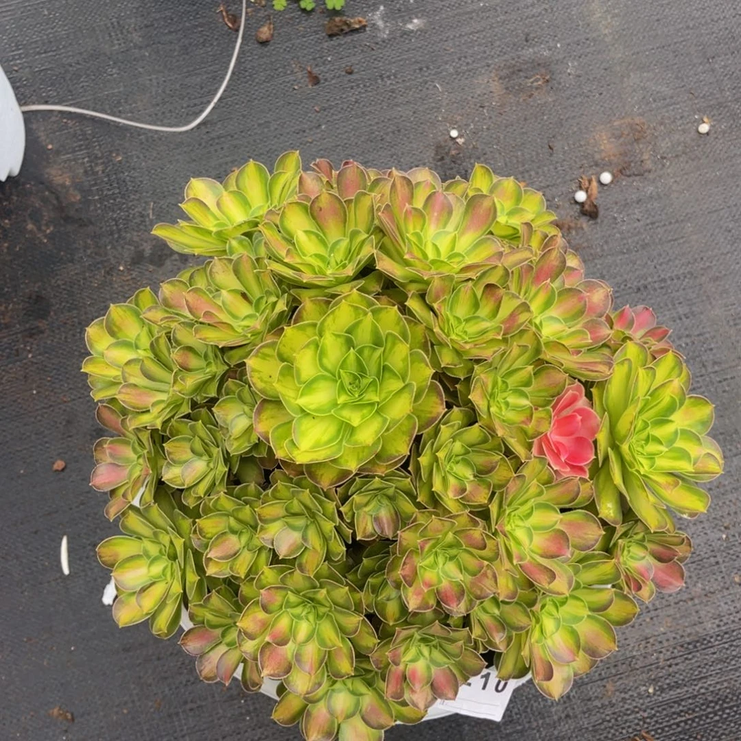 韶华，一物一拍，210