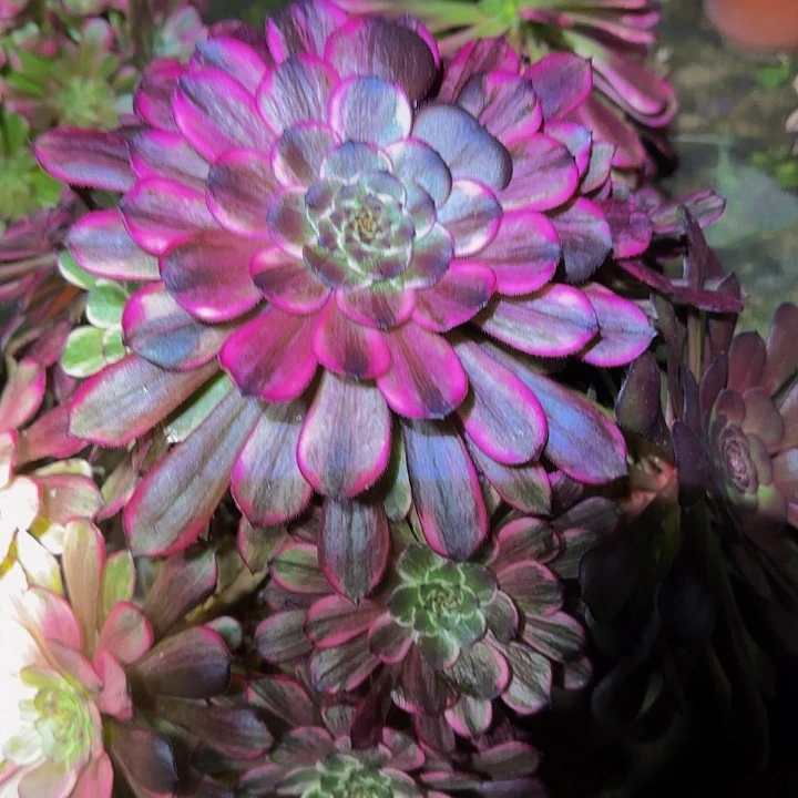 蔷*花水彩画老桩开播福利50