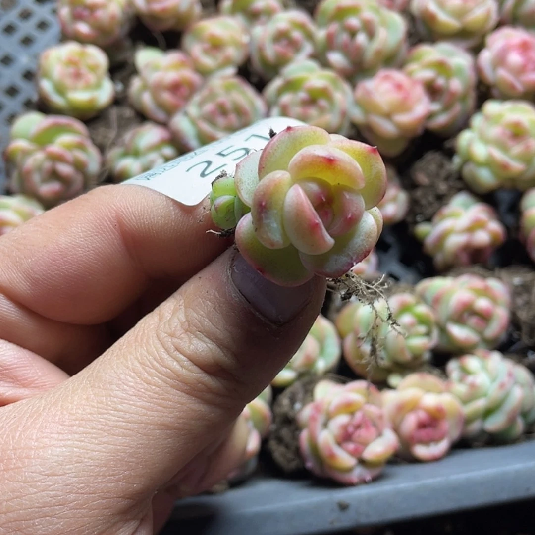 败*豆包珍妮一物一拍251