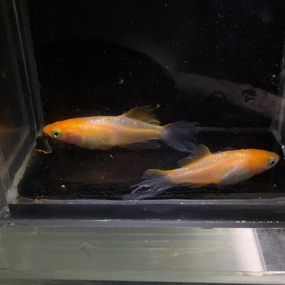 青鳉鱼一物一拍179