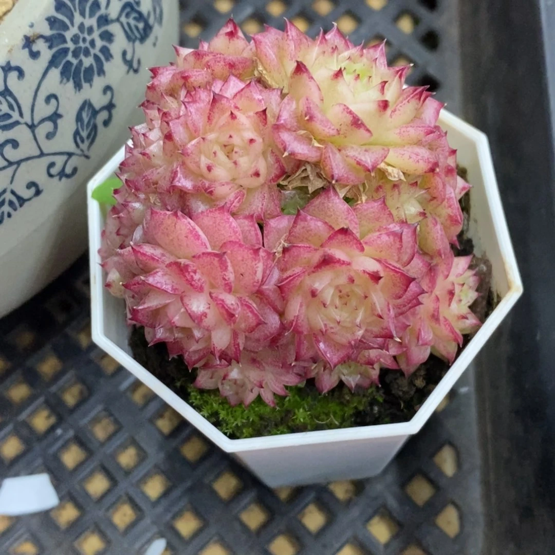 精品多肉一物一拍不包整200