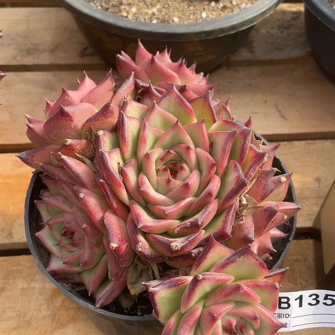 若如东云单拍B135
