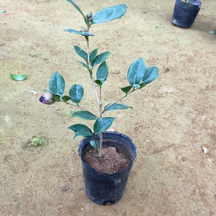 青叶黑贝 一物一拍