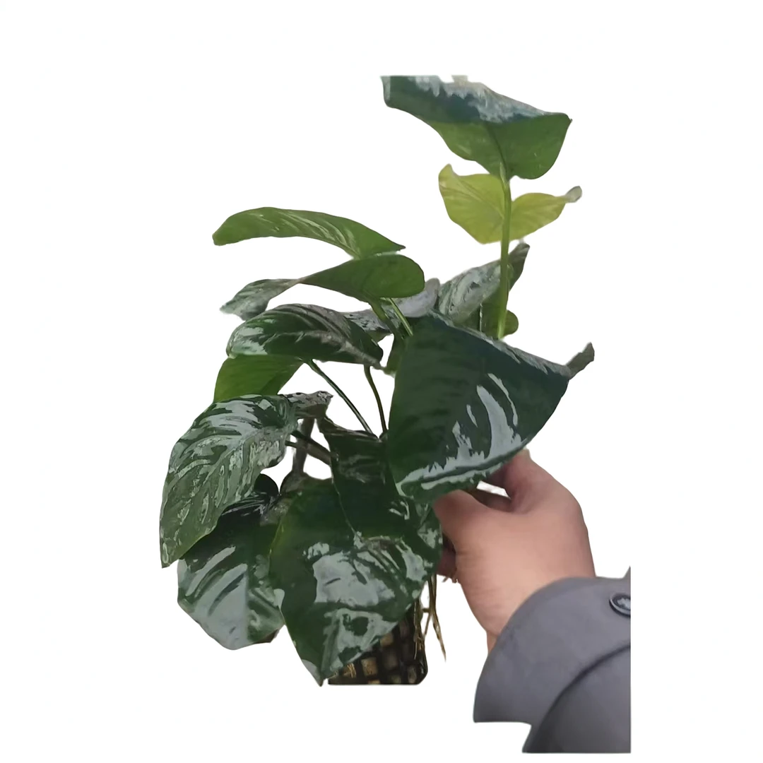 【不怕鱼咬】特大巴榕鱼缸水草植物增氧阴性淡水鱼草懒人坨草
