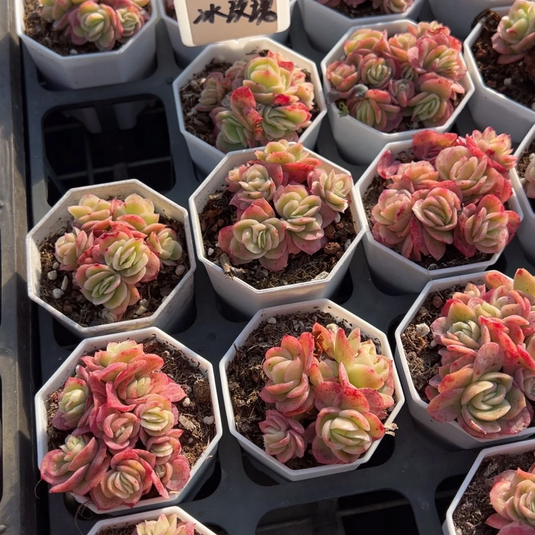 冰玫瑰锦5头群一颗量拍多肉满20包邮