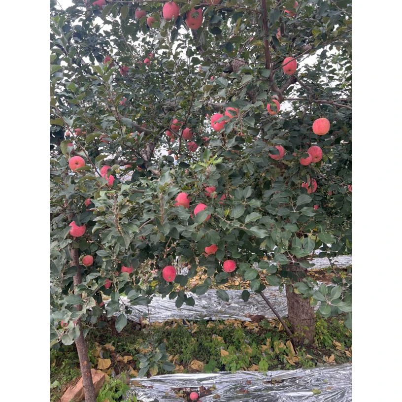 邢台浆水红富士苹果脆甜多汁新鲜采摘产地直发