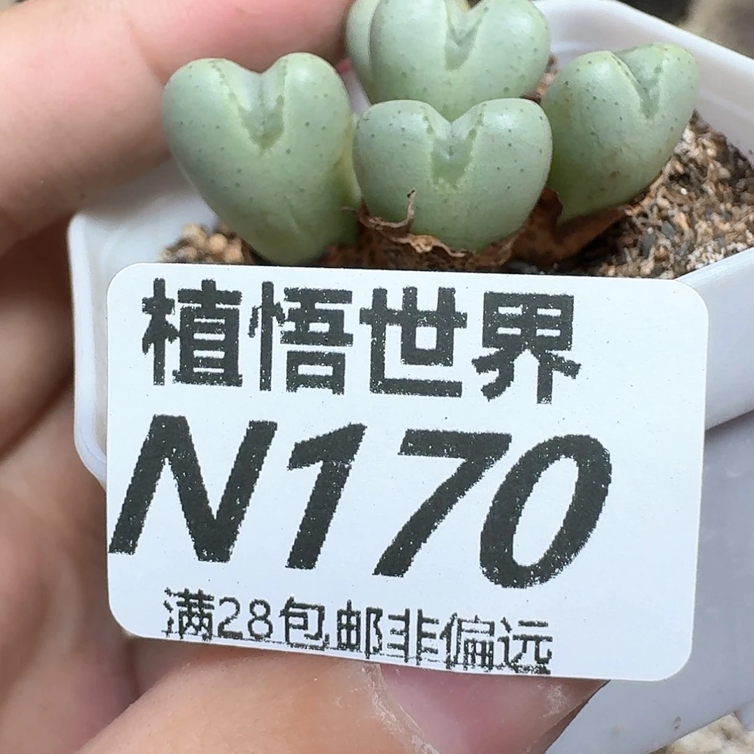 多肉植物的润泽法v