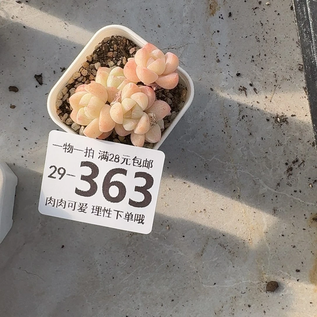 冰玉无盆土发货无盆