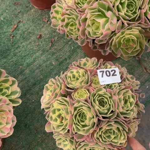 紫***兰702白凤朵朵多肉，